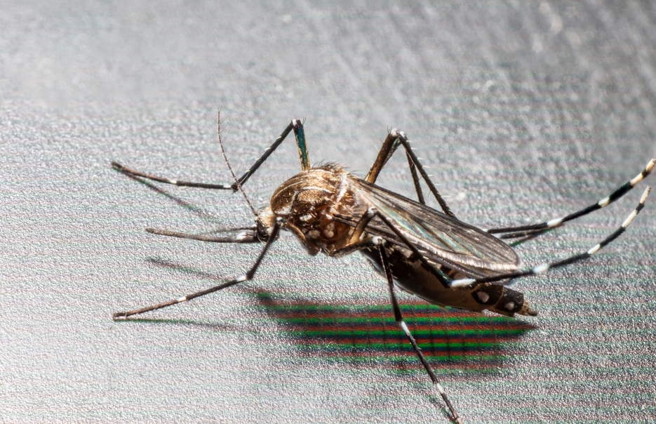 mosquito